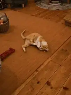 Cat calmly investigating a silvervine chew stick during introduction