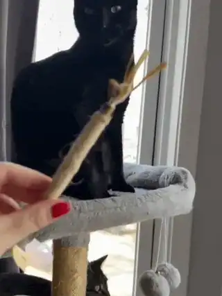 Silvervine Chew Sticks